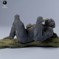 Lying chimpanzee 75mm (1/24 scale)